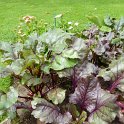 Beta  vulgaris cruenta 'Bull's Blood'